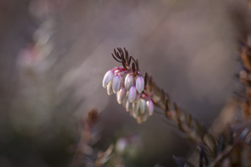 Nahaufnahme Heidekraut