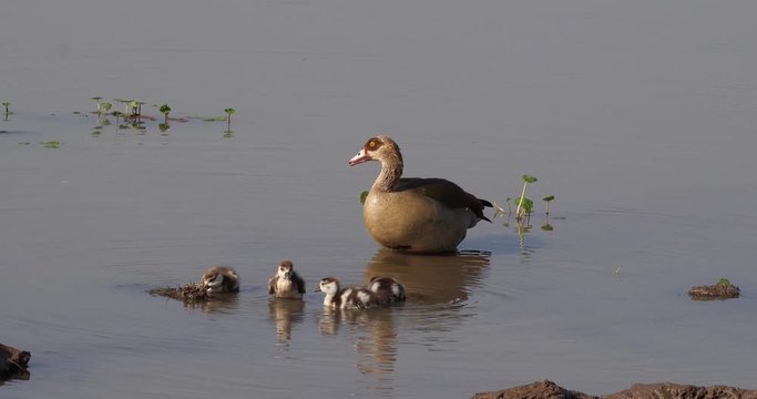 Egyptian Goose, alopochen aegyptiacus, Adult and Goslings, real Time 4K