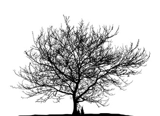 Realistic tree silhouette(Vector illustration).ai10