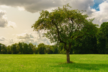Fototapeta na wymiar single big tree on a meadow with atmospheric light