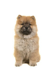 Sitting chow chow puppy seen from the front looking at the camera isolated on a white background