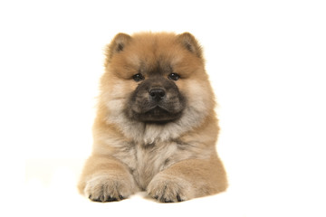 Chow chow puppy seen from the front lying down looking at the camera isolated on a white background