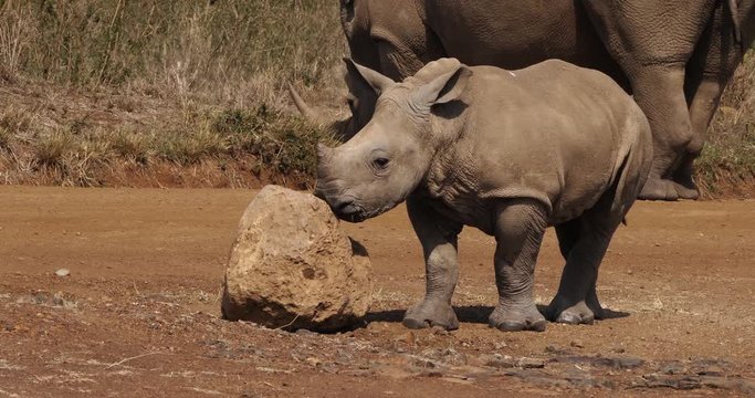 White Rhinoceros, ceratotherium simum, Mother and Calf, Nairobi Park in Kenya, Real Time 4K