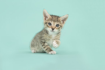Cute tabby kitten cat sitting on a turquoise blue background