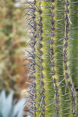 Closeup shot of Saguaro cactus (Carnegiea gigantea) spikes
