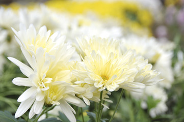 菊