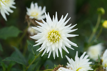 Obraz premium white flowering dahlia