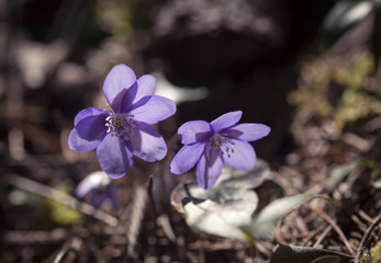 Nahaufnahme Leberblümchen