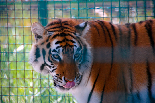 tiger in a cage in zoo