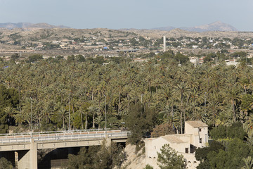 Fototapeta na wymiar Palm grove of elche in Spain.