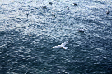 Obraz premium Seagull in Adriatic Sea