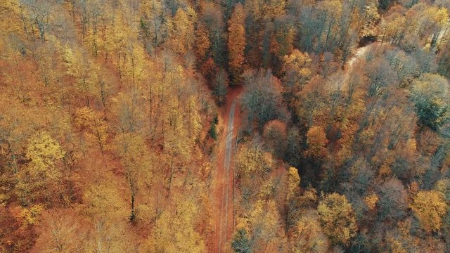 Birdeye view aerial of a mesmerizing red and brown leaf paved asphalt road vanishing in a forest full of tall trees in autumn colours 