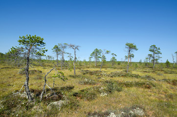 The swamp in the Russian North