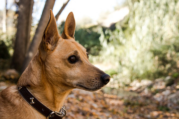 Brown dog with ears in alert condition