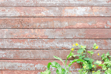Horizontal vintage boards red-gray hue, flowers celandine at the bottom of the frame