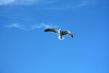 Fototapeta na wymiar Seagull in Adriatic Sea