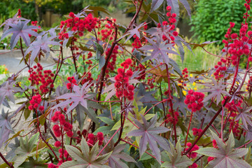 Fototapeta na wymiar red castor-oil plant in a botanical garden 
