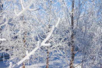 Branch tree in snow frost on snowy background