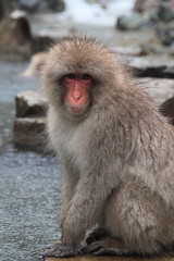 japanese snow monkey
