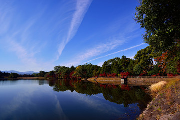 Obraz premium 薦神社のモミジ