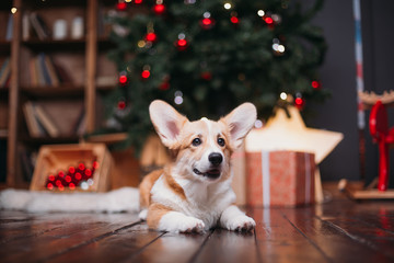 corgi puppy dog near merry christmas tree with red toys and gifts