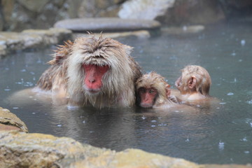 japanese snow monkey