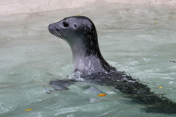 Seehund, Phoca vitulina © Aggi Schmid