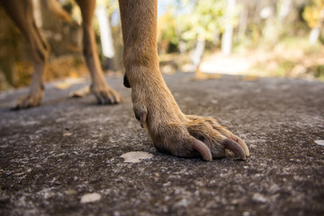 Dog legs