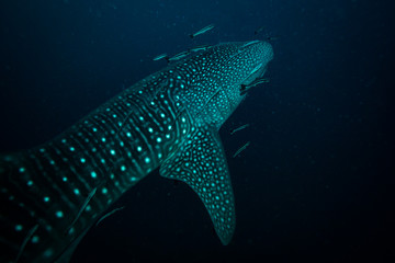 Fototapeta premium Whale shark