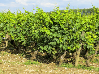 Fototapeta na wymiar Pommard, Burgundy, France - view of the vineyard just outside Pommard in the Cote d Or department in Burgundy in eastern France