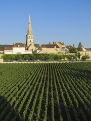 Meursault, Burgundy, France - view of the vineyard just outside Meursault in the Cote d Or department in Burgundy in eastern France
