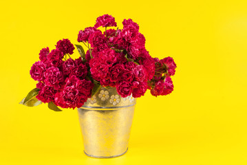 Red rose flower in pot on yellow background
