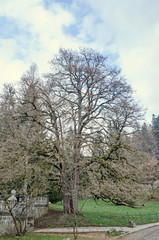 Big old tree with spread branches, blue clouds sky, close up