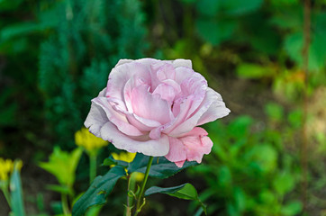 Pink rose flowers, green branch plant, bokeh background
