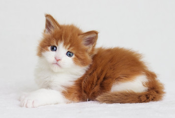 red kitten looking