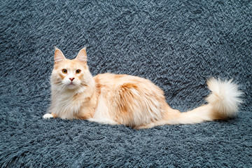 Fototapeta na wymiar Red Maine Coon cat