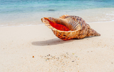 coquillage sur plage des vacances à l'île Maurice