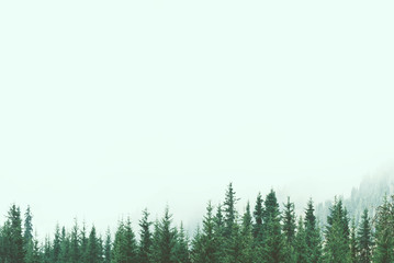 Beautiful pine forest in the fog mountain slopes - obrazy, fototapety, plakaty