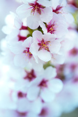 background blooming apricot