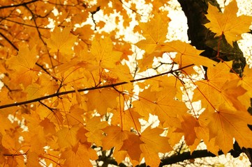 A close-up image of colourful Autumn leaves.