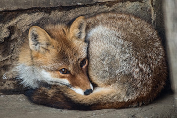 寒くて丸まるホンドギツネ