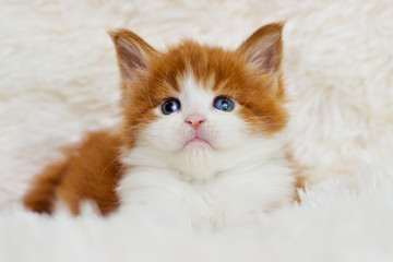 little cute kitten maine coon looks