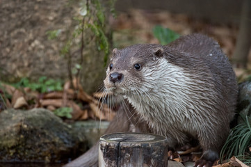 可愛いユーラシアカワウソ