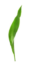 Green leaf of tropical aspidistra isolated on white