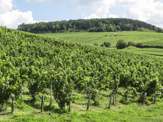 Fototapeta na wymiar Chablis, Burgundy, France - view of the vineyard just outside Chablis in the Cote d Or department in Burgundy in eastern France