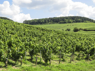 Fototapeta na wymiar Chablis, Burgundy, France - view of the vineyard just outside Chablis in the Cote d Or department in Burgundy in eastern France