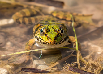 Frog