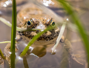 Frog 3