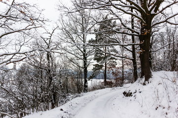 Winter forest in South Czechia near Cesky Krumlov, Europe.