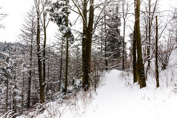 Winter forest in South Czechia near Cesky Krumlov, Europe.